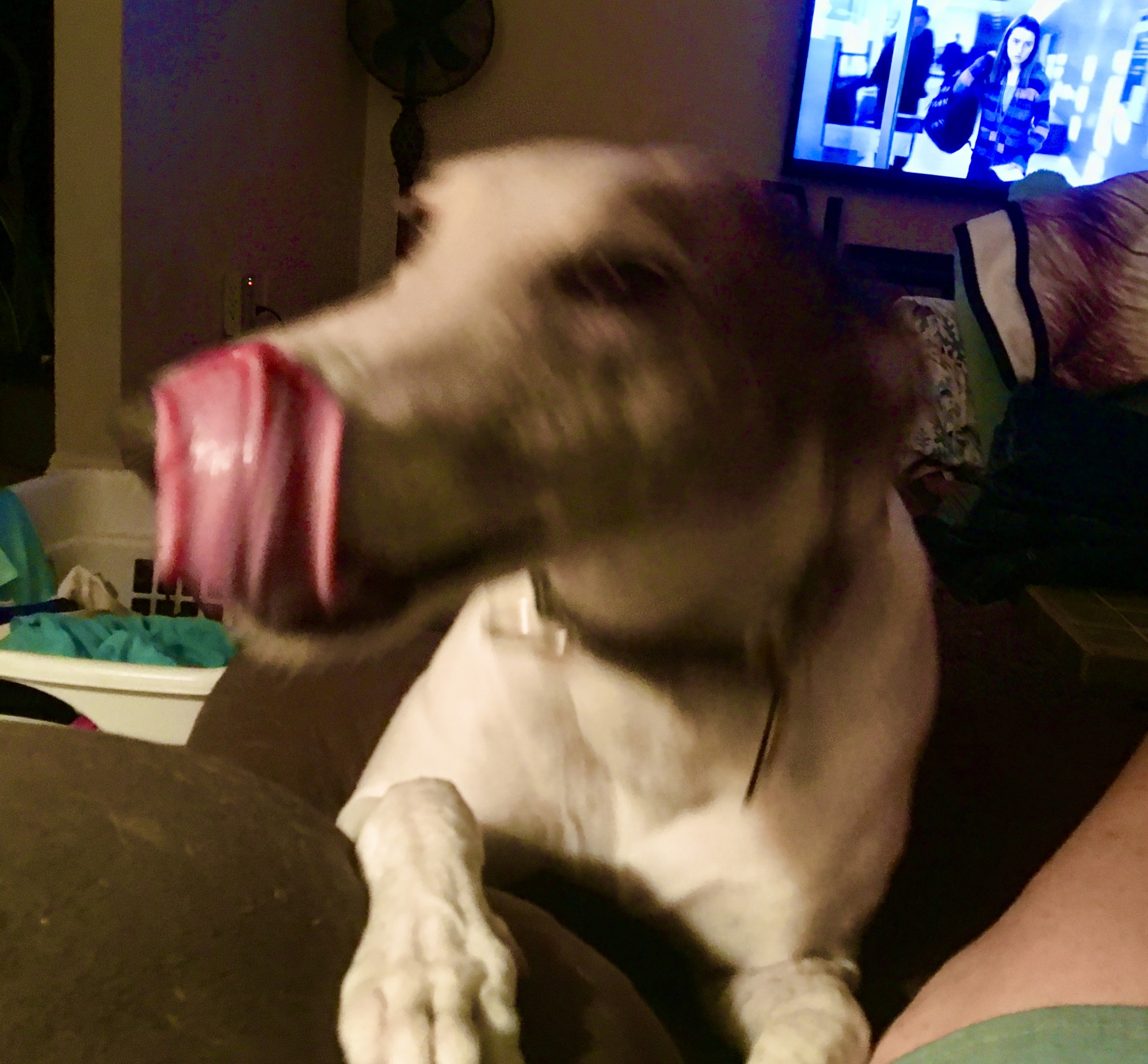 High Quality Tippi Blank Meme Template