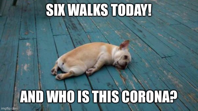 tired dog | SIX WALKS TODAY! AND WHO IS THIS CORONA? | image tagged in tired dog | made w/ Imgflip meme maker