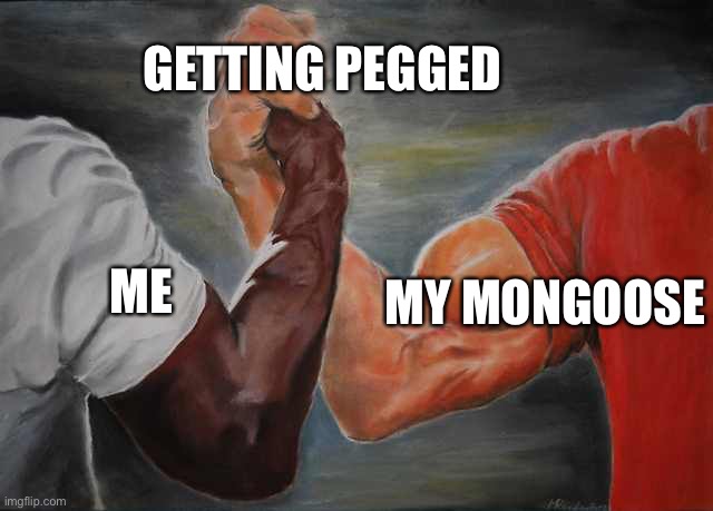 Arm wrestling meme template | GETTING PEGGED; MY MONGOOSE; ME | image tagged in arm wrestling meme template | made w/ Imgflip meme maker