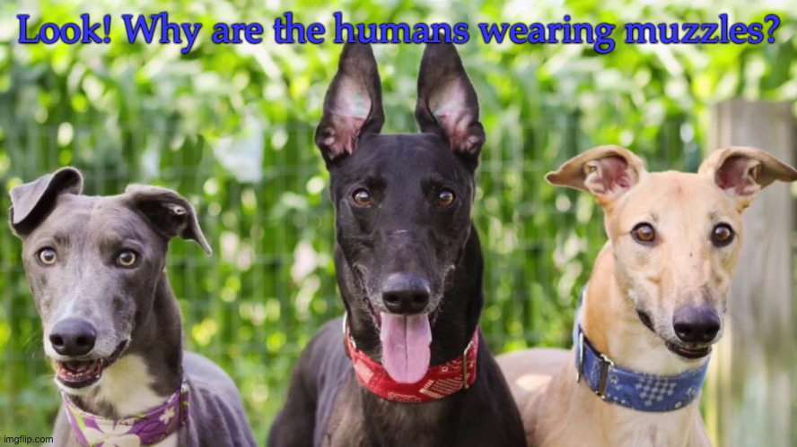 Greyhounds on the pandemic. | Look! Why are the humans wearing muzzles? | image tagged in dogs | made w/ Imgflip meme maker