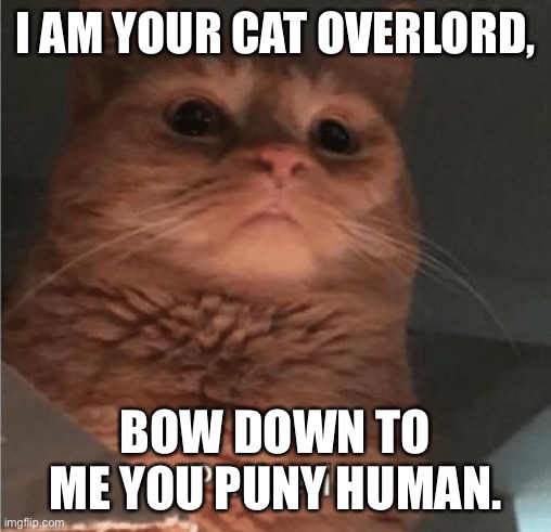 Pathetic Cat | I AM YOUR CAT OVERLORD, BOW DOWN TO ME YOU PUNY HUMAN. | image tagged in pathetic cat | made w/ Imgflip meme maker