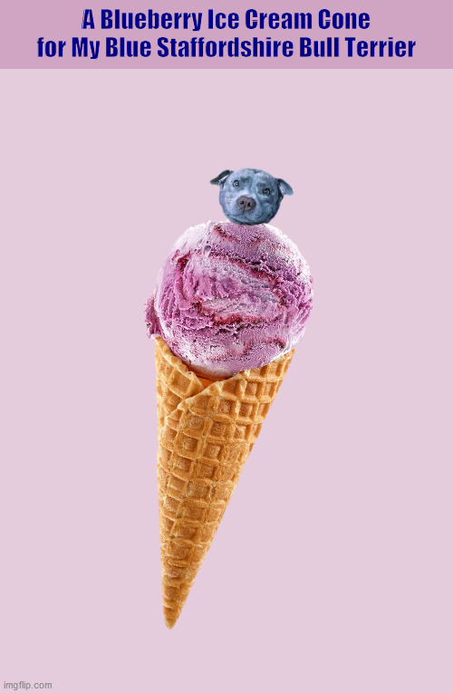 A Blueberry Ice Cream Cone for My Blue Staffordshire Bull Terrier | image tagged in dogs,dog,bull terrier,blueberry,ice cream cone,memes | made w/ Imgflip meme maker