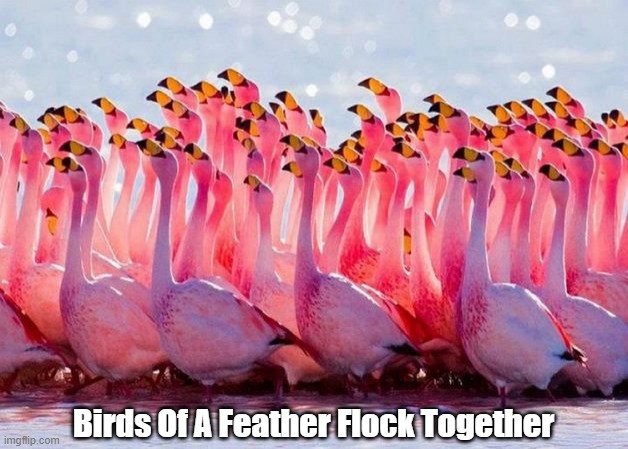 Birds Of A Feather Flock Together | made w/ Imgflip meme maker