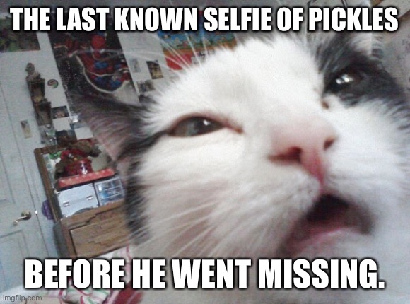 Sleeping cat | THE LAST KNOWN SELFIE OF PICKLES; BEFORE HE WENT MISSING. | image tagged in sleeping cat | made w/ Imgflip meme maker