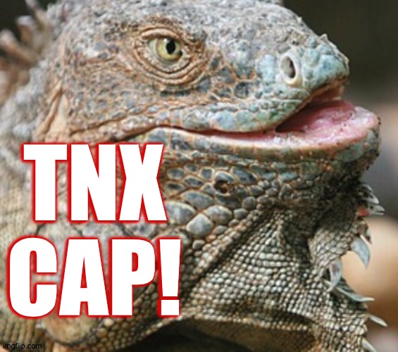 Iguana | TNX CAP! | image tagged in iguana | made w/ Imgflip meme maker