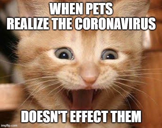 the miracle | WHEN PETS REALIZE THE CORONAVIRUS; DOESN'T EFFECT THEM | image tagged in memes,excited cat,coronavirus,corona virus | made w/ Imgflip meme maker