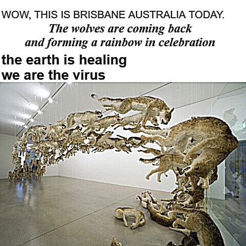 WOW, THIS IS BRISBANE AUSTRALIA TODAY. The wolves are coming back and forming a rainbow in celebration; the earth is healing
we are the virus | image tagged in australia | made w/ Imgflip meme maker
