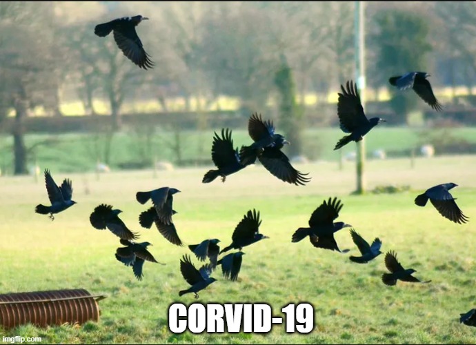 Corvid-19 | CORVID-19 | image tagged in coronavirus,covid-19,covid19,corona,corona virus,covid 19 | made w/ Imgflip meme maker