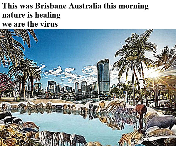 This was Brisbane Australia this morning
nature is healing
we are the virus | image tagged in brisbane | made w/ Imgflip meme maker