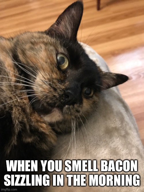 WHEN YOU SMELL BACON SIZZLING IN THE MORNING | image tagged in cats,bacon,cat | made w/ Imgflip meme maker