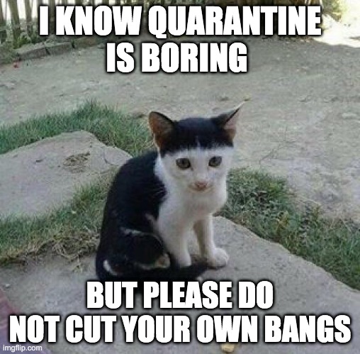 cat, bad hair day | I KNOW QUARANTINE IS BORING; BUT PLEASE DO NOT CUT YOUR OWN BANGS | image tagged in cat bad hair day | made w/ Imgflip meme maker