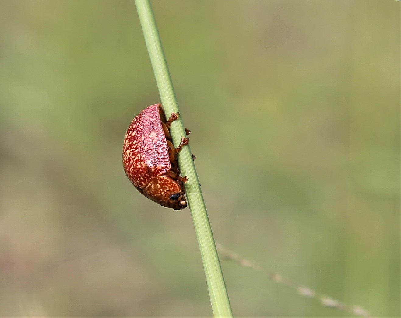 Orange Beetle Blank Meme Template