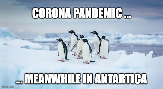 CORONA PANDEMIC ... ... MEANWHILE IN ANTARTICA | image tagged in corona virus | made w/ Imgflip meme maker