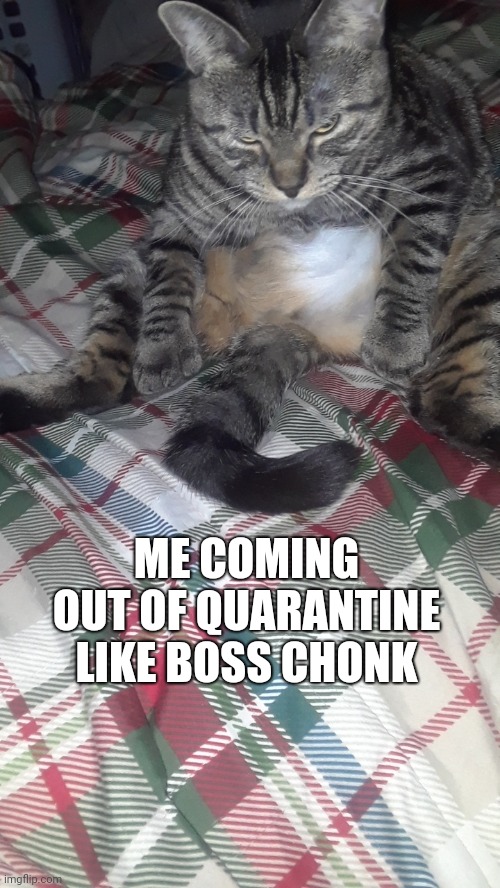 Grumpy chonky cat | ME COMING OUT OF QUARANTINE LIKE BOSS CHONK | image tagged in grumpy chonky cat,grumpy | made w/ Imgflip meme maker