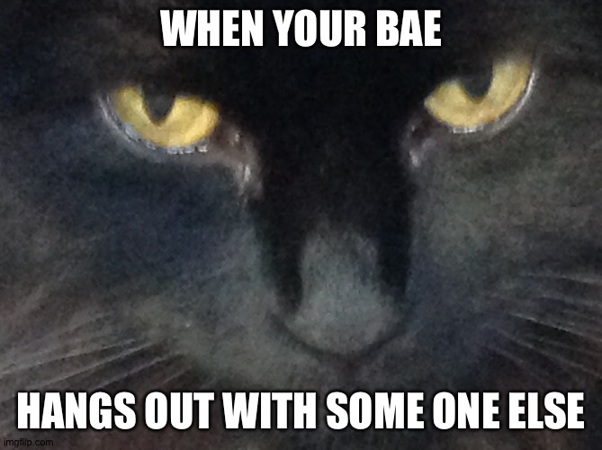 Staring cat | WHEN YOUR BAE; HANGS OUT WITH SOME ONE ELSE | image tagged in funny cats | made w/ Imgflip meme maker