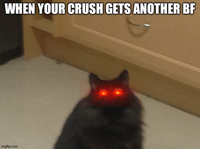 Triggered cat | WHEN YOUR CRUSH GETS ANOTHER BF | image tagged in funny cats | made w/ Imgflip meme maker