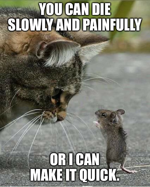 Cat and mouse | YOU CAN DIE SLOWLY AND PAINFULLY; OR I CAN MAKE IT QUICK. | image tagged in cat and mouse | made w/ Imgflip meme maker