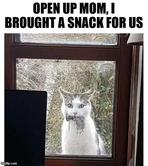 OPEN UP MOM, I BROUGHT A SNACK FOR US | image tagged in cats | made w/ Imgflip meme maker