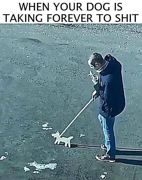 WHEN YOUR DOG IS TAKING FOREVER TO SHIT | image tagged in dog | made w/ Imgflip meme maker