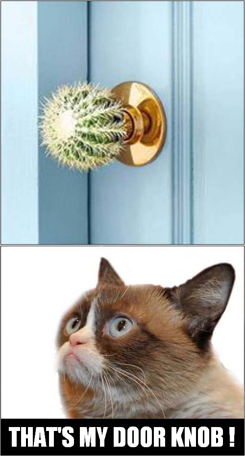 Grumpys Unwanted Visitor Deterrent ! | THAT'S MY DOOR KNOB ! | image tagged in fun,grumpy cat | made w/ Imgflip meme maker