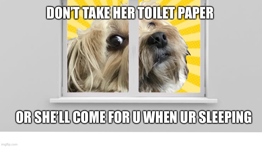 Don’t take her paper | DON’T TAKE HER TOILET PAPER; OR SHE’LL COME FOR U WHEN UR SLEEPING | image tagged in dogs | made w/ Imgflip meme maker