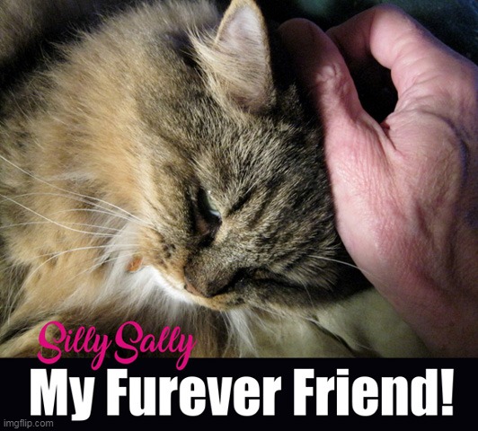 My Cat Sally :) | image tagged in cats,memes,silly sally | made w/ Imgflip meme maker