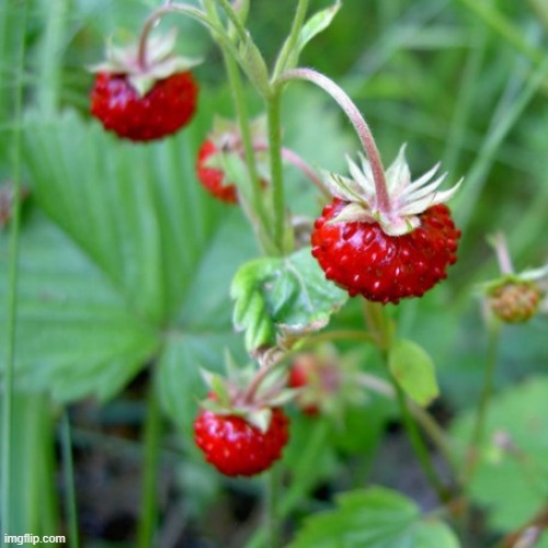 Wild Strawberries | made w/ Imgflip meme maker