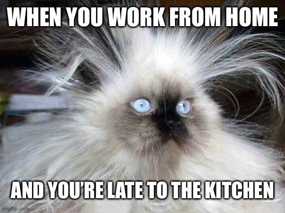 Crazy Hair Cat | WHEN YOU WORK FROM HOME; AND YOU’RE LATE TO THE KITCHEN | image tagged in crazy hair cat | made w/ Imgflip meme maker