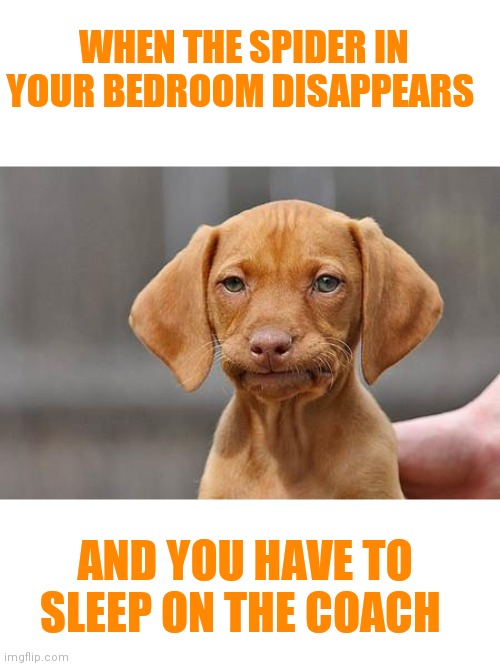 If I don't find it soon I may have to move :( | WHEN THE SPIDER IN YOUR BEDROOM DISAPPEARS; AND YOU HAVE TO SLEEP ON THE COACH | image tagged in dissapointed puppy,creepy crawlies | made w/ Imgflip meme maker