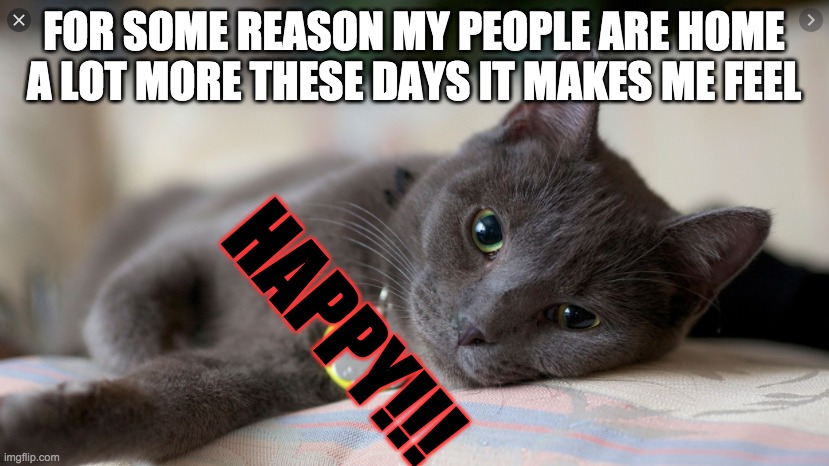 people are home | FOR SOME REASON MY PEOPLE ARE HOME A LOT MORE THESE DAYS IT MAKES ME FEEL; HAPPY!!! | image tagged in cats | made w/ Imgflip meme maker