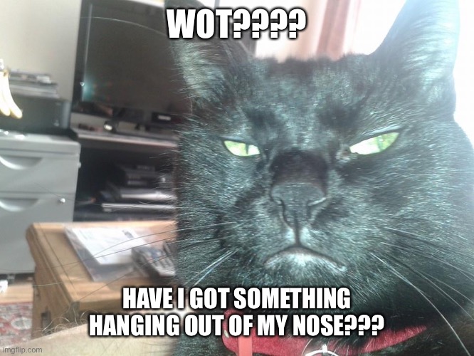 Black cat selfie | WOT???? HAVE I GOT SOMETHING HANGING OUT OF MY NOSE??? | image tagged in black cat selfie | made w/ Imgflip meme maker