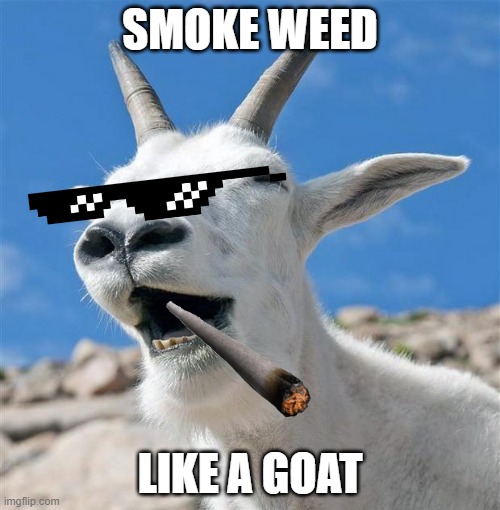 Laughing Goat | SMOKE WEED; LIKE A GOAT | image tagged in memes,laughing goat | made w/ Imgflip meme maker