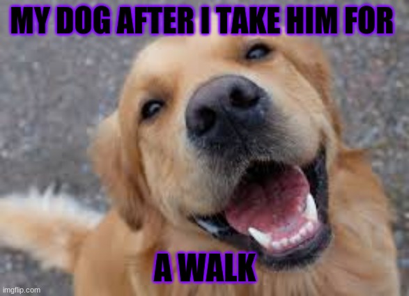 my dog after I take him on a walk | MY DOG AFTER I TAKE HIM FOR; A WALK | image tagged in dogs | made w/ Imgflip meme maker