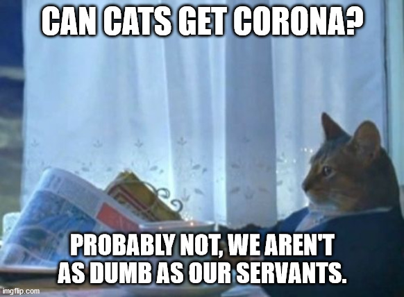 I Should Buy A Boat Cat | CAN CATS GET CORONA? PROBABLY NOT, WE AREN'T AS DUMB AS OUR SERVANTS. | image tagged in memes,i should buy a boat cat | made w/ Imgflip meme maker
