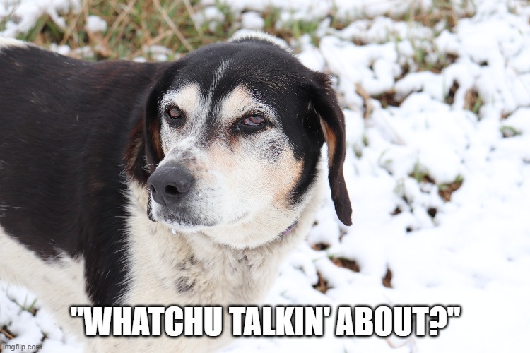 Wacky Wednesday | "WHATCHU TALKIN' ABOUT?" | image tagged in dogs | made w/ Imgflip meme maker