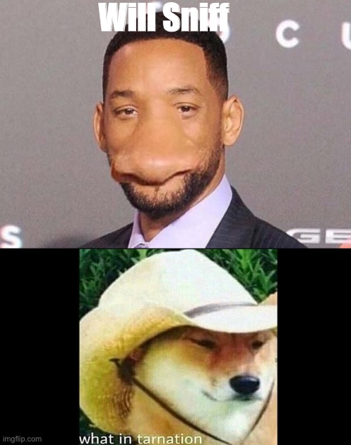 Will Sniff |  Will Sniff | image tagged in wot in tarnation,will smith | made w/ Imgflip meme maker