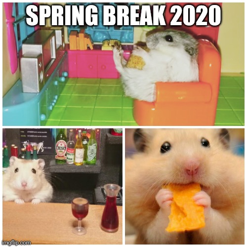 SPRING BREAK 2020 | image tagged in spring break,hamster,quarantine | made w/ Imgflip meme maker