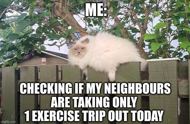 ME:; CHECKING IF MY NEIGHBOURS
ARE TAKING ONLY 
1 EXERCISE TRIP OUT TODAY | image tagged in covid-19,fat cat,self isolation,lockdown | made w/ Imgflip meme maker