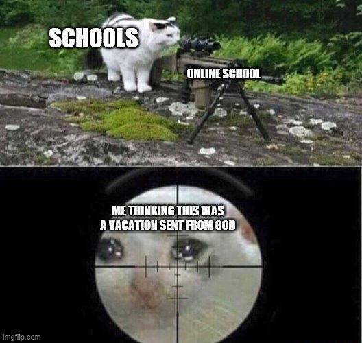 Sniper cat aim crying cat | SCHOOLS; ONLINE SCHOOL; ME THINKING THIS WAS A VACATION SENT FROM GOD | image tagged in sniper cat aim crying cat | made w/ Imgflip meme maker
