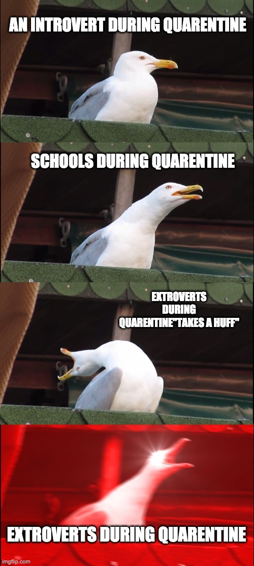 Inhaling Seagull Meme | AN INTROVERT DURING QUARENTINE; SCHOOLS DURING QUARENTINE; EXTROVERTS DURING QUARENTINE"TAKES A HUFF"; EXTROVERTS DURING QUARENTINE | image tagged in memes,inhaling seagull | made w/ Imgflip meme maker
