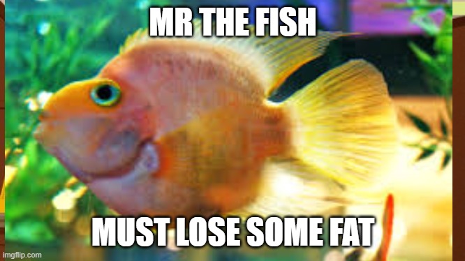 Mr the fish must lose weight | MR THE FISH; MUST LOSE SOME FAT | image tagged in fish | made w/ Imgflip meme maker