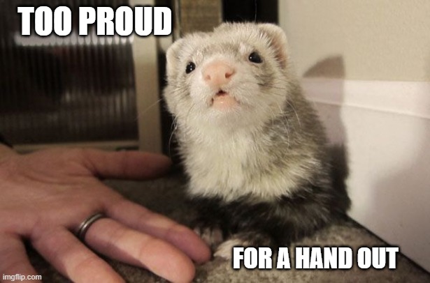 Proud | TOO PROUD; FOR A HAND OUT | image tagged in ferret | made w/ Imgflip meme maker