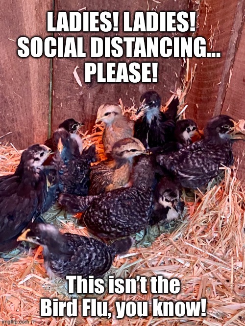 Bird Flu | image tagged in coronavirus,social distancing,chicken,farm,funny memes | made w/ Imgflip meme maker