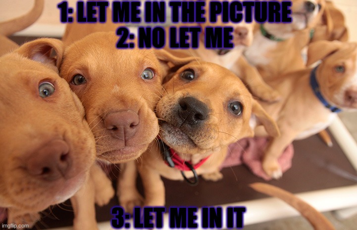 kids in Pictures | 1: LET ME IN THE PICTURE
2: NO LET ME; 3: LET ME IN IT | image tagged in dogs | made w/ Imgflip meme maker