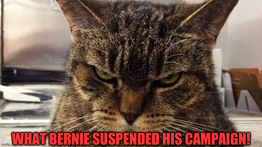 Bernie suspended his campaign! | WHAT BERNIE SUSPENDED HIS CAMPAIGN! | image tagged in bernie sanders | made w/ Imgflip meme maker