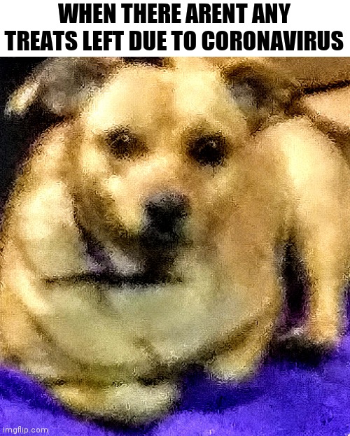 Dog treats | WHEN THERE ARENT ANY TREATS LEFT DUE TO CORONAVIRUS | image tagged in doggo,coronavirus,funny dog,animals,funny,memes | made w/ Imgflip meme maker