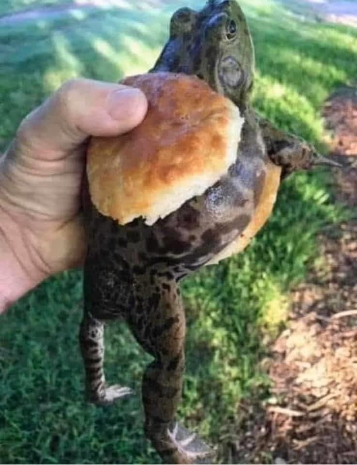 High Quality frog sandwich Blank Meme Template