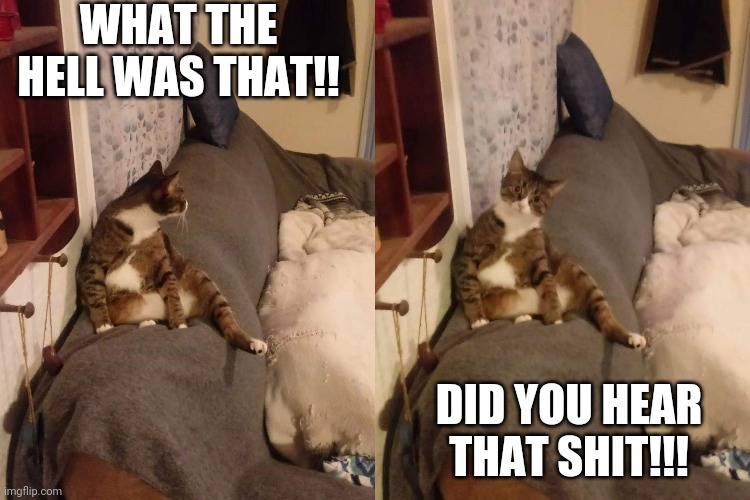 WHAT THE HELL WAS THAT!! DID YOU HEAR THAT SHIT!!! | image tagged in funny cats | made w/ Imgflip meme maker