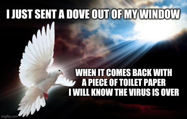 Sunbeam Dove Bird | I JUST SENT A DOVE OUT OF MY WINDOW; WHEN IT COMES BACK WITH A PIECE OF TOILET PAPER I WILL KNOW THE VIRUS IS OVER | image tagged in sunbeam dove bird | made w/ Imgflip meme maker