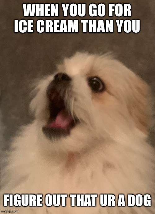 Shocked Puppy | WHEN YOU GO FOR ICE CREAM THAN YOU; FIGURE OUT THAT UR A DOG | image tagged in shocked puppy | made w/ Imgflip meme maker